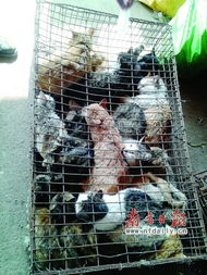 餐桌貓狗肉安全陷盲區，毒殺牲畜成監管漏洞